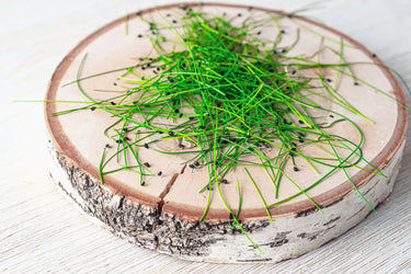 Scallion Microgreen 4oz Clamshell